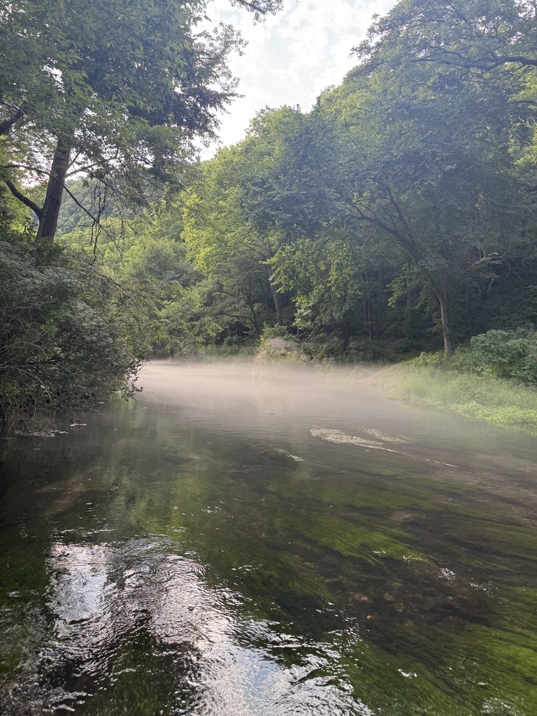Misty river winding through summer trees