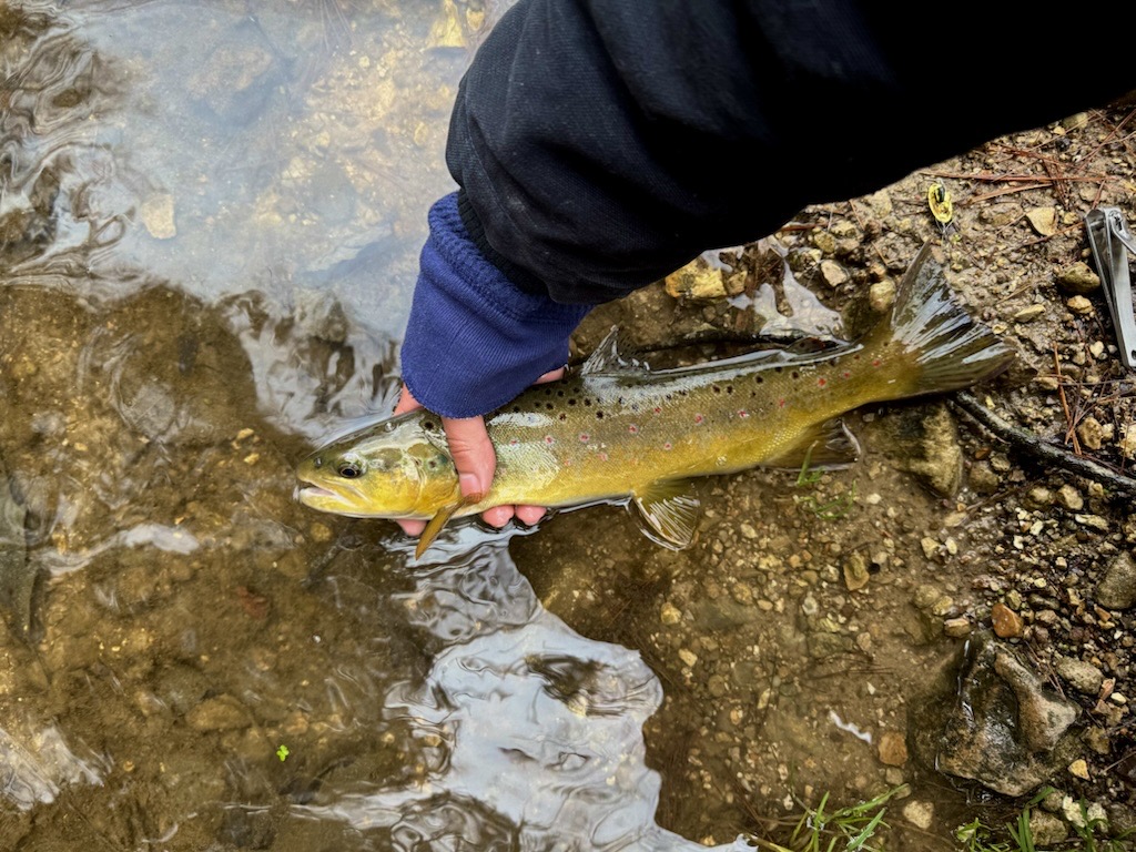 Holding a brown trout in the shallows